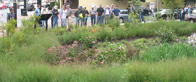 Rain Garden