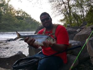 Musky Mike catches an American Shad at Brandywine Dam No. 2 (May 6, 2020)