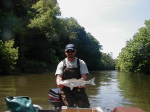 DNREC Matt Fisher catches striped bass in the White Clay Creek May 2010