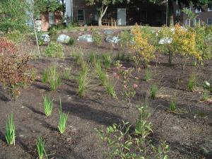 UD Rain Garden 1 Oct 2005