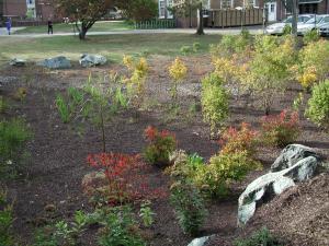 UD Rain Garden 2 Oct 2005